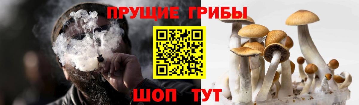 Псилоцибиновые грибы GOLDEN TEACHER Полысаево